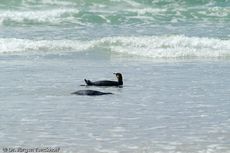 Eselspinguin (92 von 97).jpg